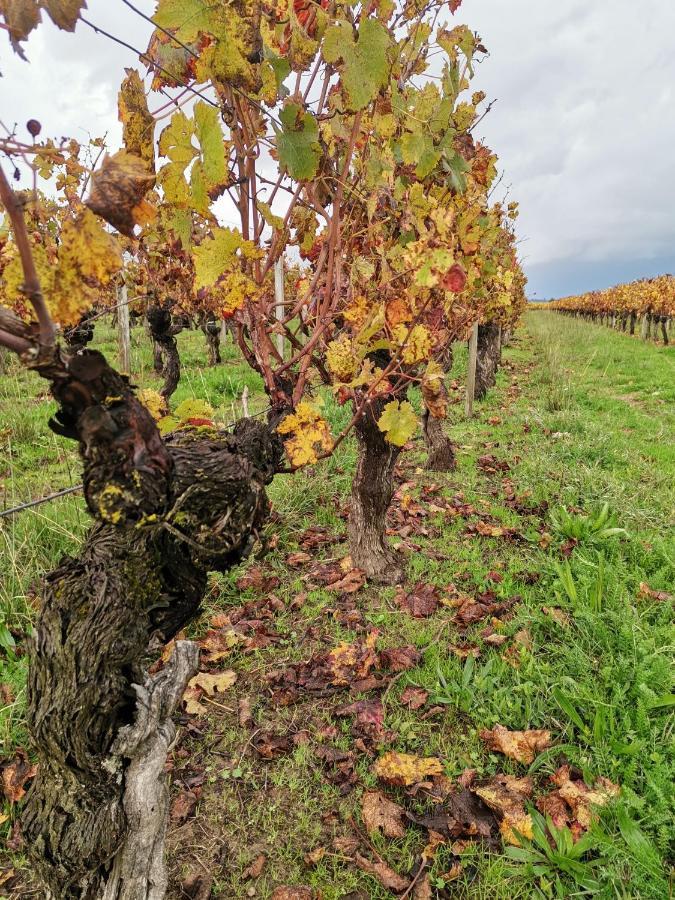 Gite " Suzon" A Peyroutas Vignonet St Emilion ภายนอก รูปภาพ